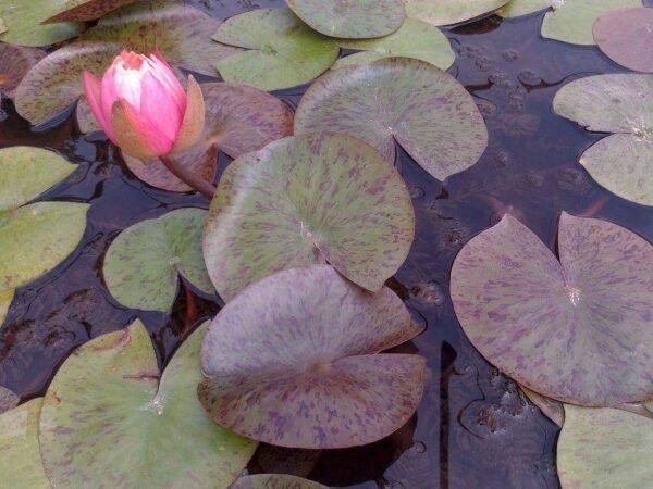 Nymphaea Perry's Orange Sunset tavirózsa - Image 2