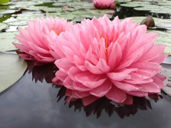 Nymphaea Pink PomPom tavirózsa