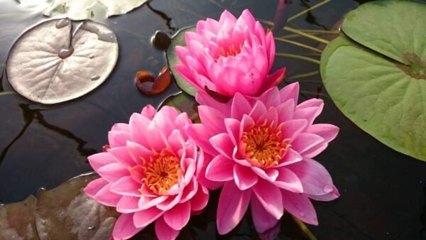 Nymphaea Supranee Pink tavirózsa - Image 3