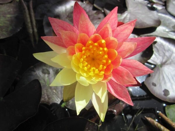 Nymphaea Wanvisa tavirózsa