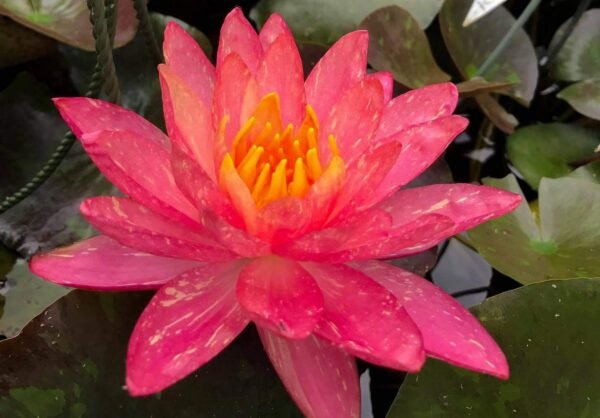 Nymphaea Wanvisa tavirózsa - Image 2