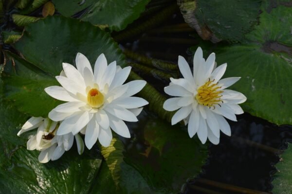 Nymphaea lotus trópusi tavirózsa - Image 2