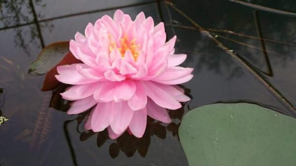 Nymphaea Pink PomPom tavirózsa - Image 2