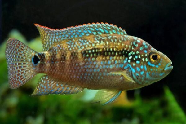 Nyolcsávos gyöngysügér (Rocio octofasciata)