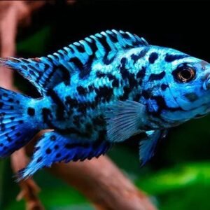 Nyolcsávos gyöngysügér Electric blue (Rocio octofasciata)