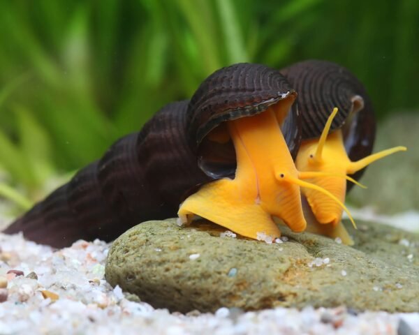 Nyúlcsiga orange (Tylomelania sp.sulawesi Orange)