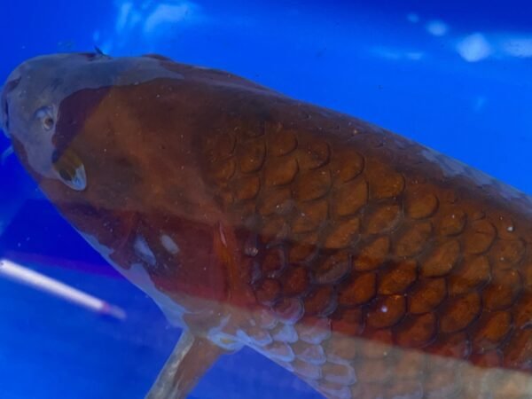 Koi - Oofuchi Ochiba 45-50cm - Image 4