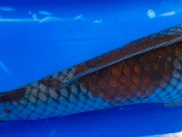Koi - Oofuchi Ochiba 45-50cm - Image 3