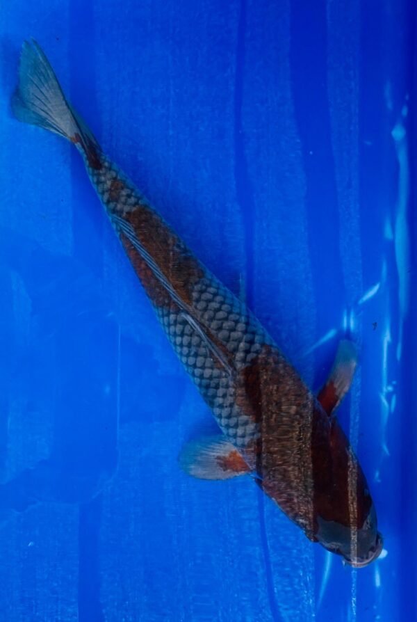 Koi - Oofuchi Ochiba 45-50cm