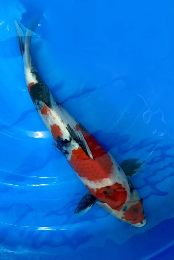 Ooya Female Tateshita Jumbo Tosai Showa 40cm Certificated