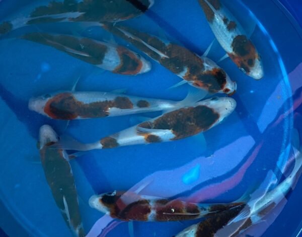 Koi - Otsuka HQ Budo Goromo 30-35 cm - Image 3