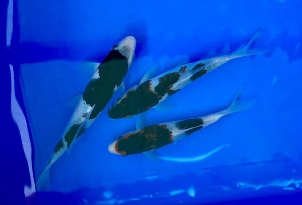 Koi - Otsuka HQ Budo Goromo 30-35 cm - Image 6