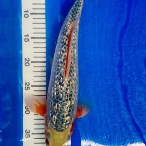 Koi - Ozumi Ikarashi Ginrin Asagi 45-50cm