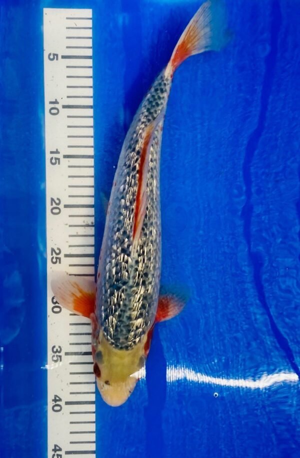 Koi - Ozumi Ikarashi Ginrin Asagi 45-50cm