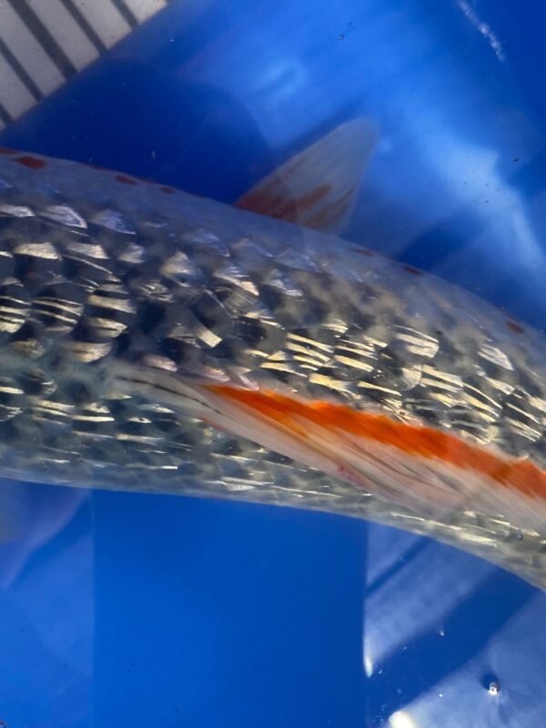 Koi - Ozumi Ikarashi Ginrin Asagi 45-50cm - Image 3