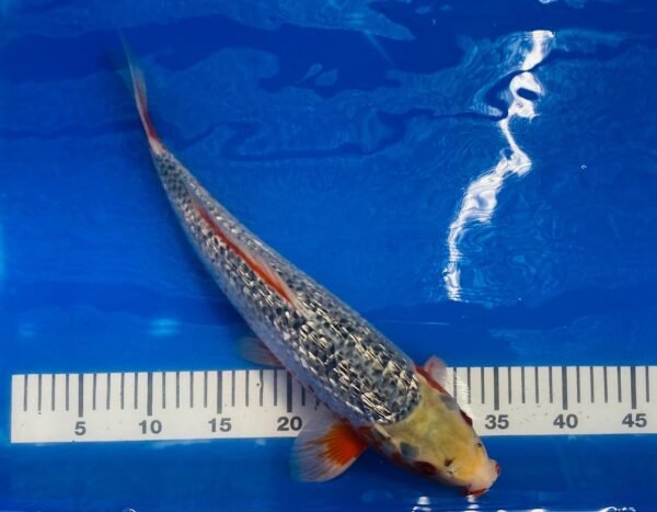 Koi - Ozumi Ikarashi Ginrin Asagi 45-50cm - Image 4