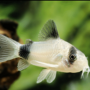 Panda páncélosharcsa (Corydoras panda)