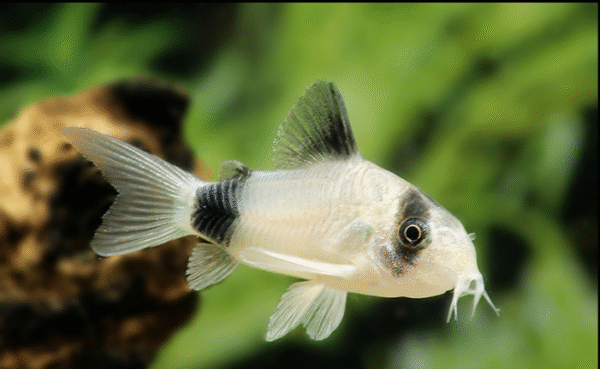 Panda páncélosharcsa (Corydoras panda)