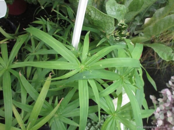 Papirusz vízipálma (Cyperus Papyrus Green Gold)