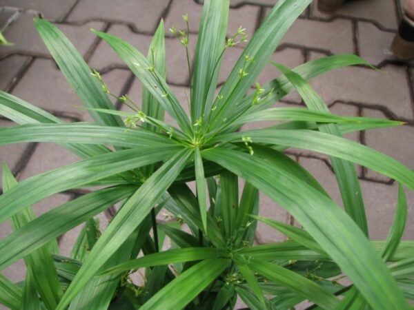 Papirusz vízipálma (Cyperus Papyrus Green Gold) - Image 2