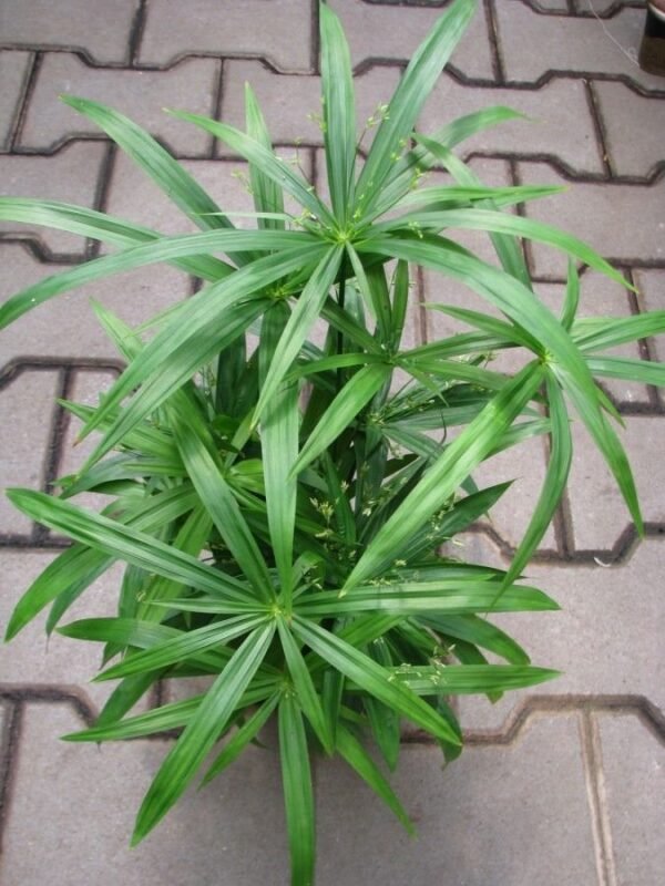 Papirusz vízipálma (Cyperus Papyrus Green Gold) - Image 3