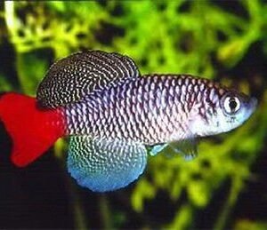 Patriz fogaspontya (Nothobranchius patrizii)