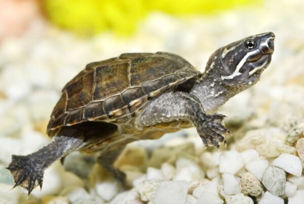 Pézsmateknős (Sternotherus odoratus)