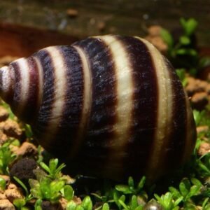 Piano csiga (Taia naticoides)