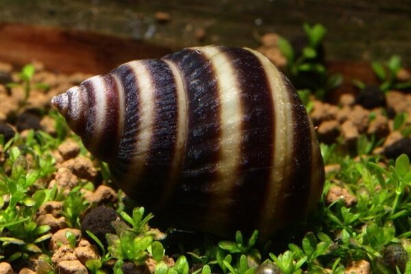 Piano csiga (Taia naticoides)