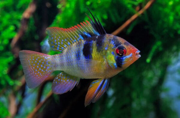 Pillangó törpesügér (Mikrogeophagus ramirezi)