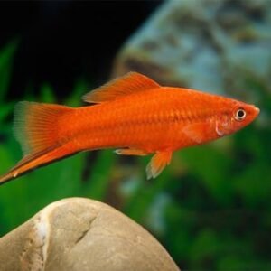 Piros szifó (Xiphophorus helleri)