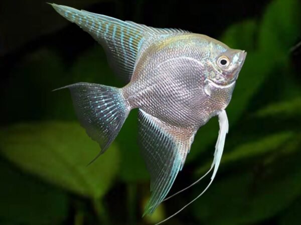 Platina vitorláshal (Pterophyllum scalare)