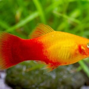 Sunset platti (Xiphophorus maculatus)