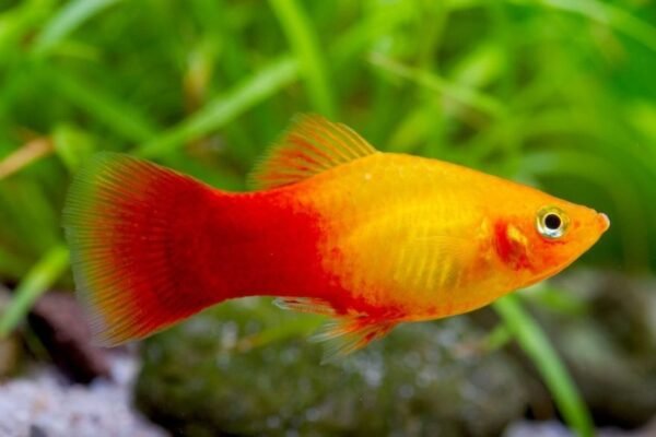 Sunset platti (Xiphophorus maculatus)