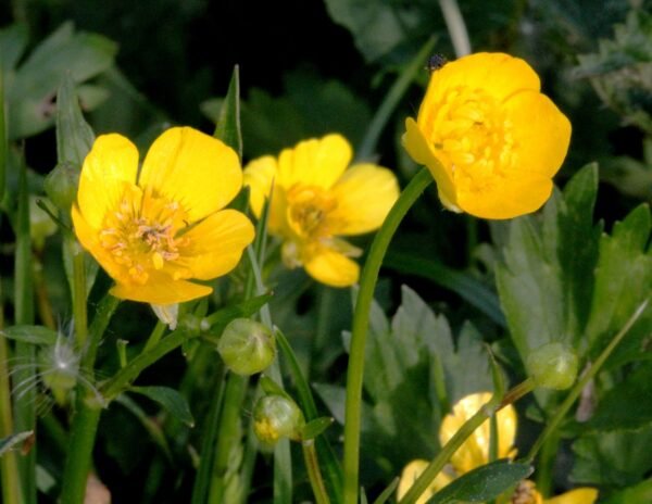 Ranunculus repens (Kúszó boglárka)