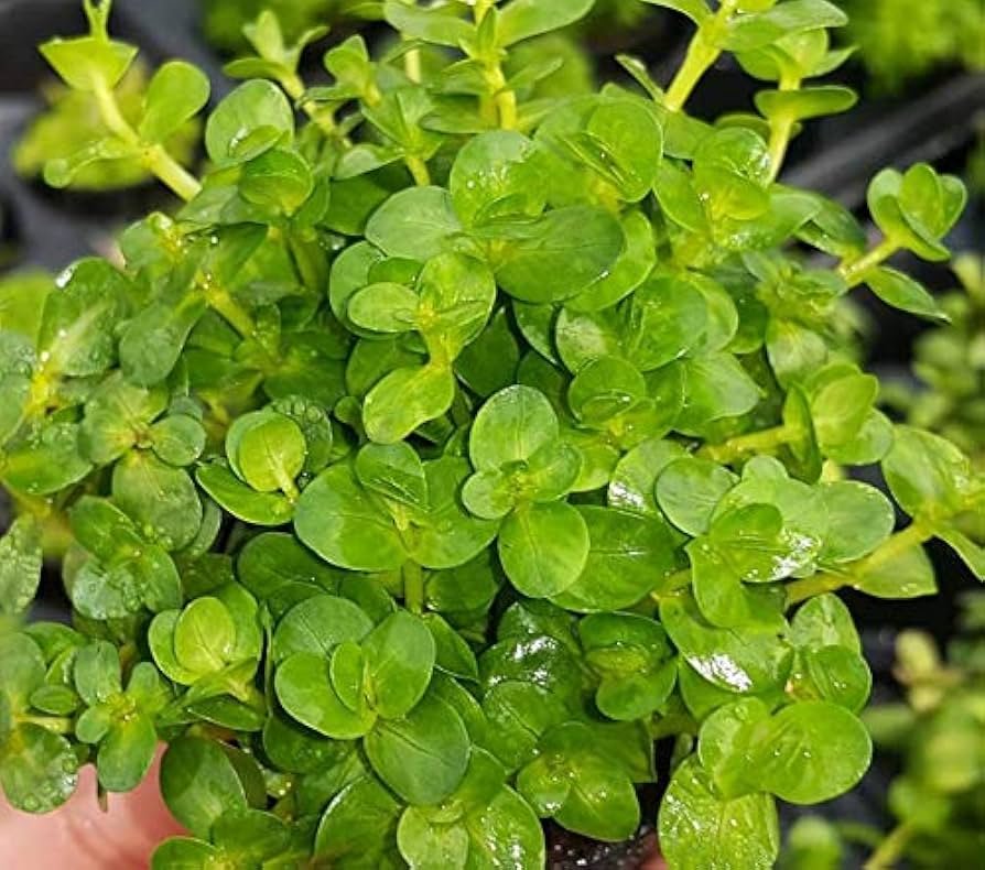 Rotala rotundifolia - kereklevelű rotala