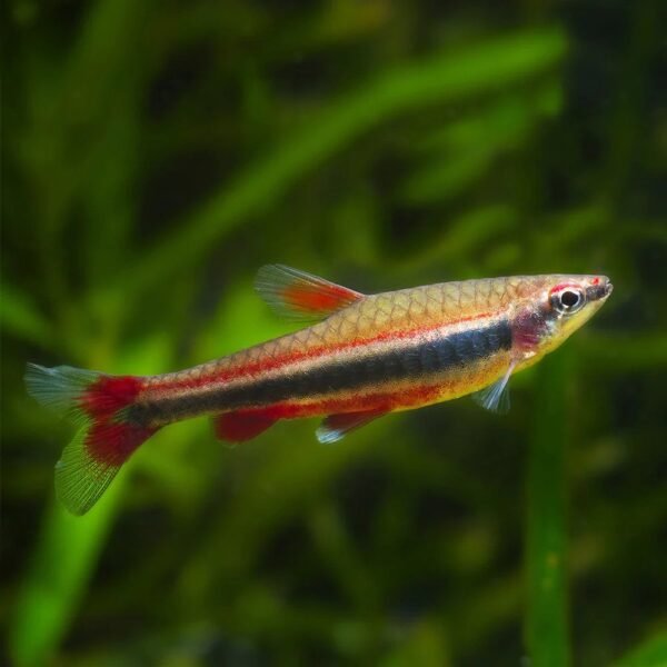 Rózsás törpeszájú hal (Nannostomus beckfordi)