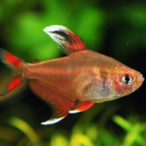 Rózsás üveglazac (Hyphessobrycon bentosi)