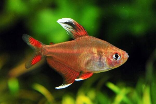Rózsás üveglazac (Hyphessobrycon bentosi)
