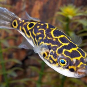 Sárgaöves gömbhal (Tetraodon biocellatus)