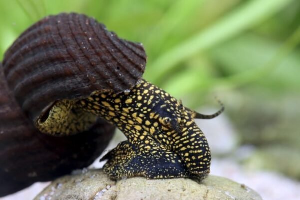 Sárgapettyes nyúlcsiga (Tylomelania sp.)