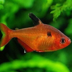 Serpalazac (Hyphessobrycon serpae)