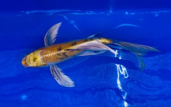 Koi - Butterfly Koi Standard 40-45 cm - Standard Fátylas Koi SB01 - Image 2