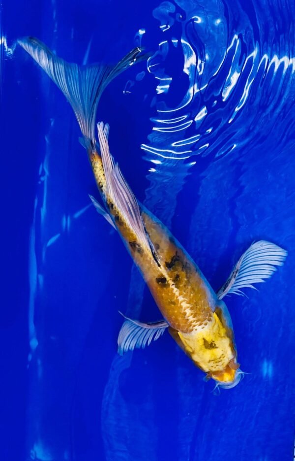 Koi - Butterfly Koi Standard 40-45 cm - Standard Fátylas Koi SB01
