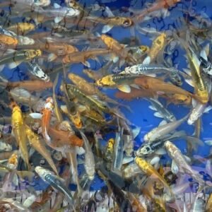 Koi - Standard koi 10-13 cm 10db