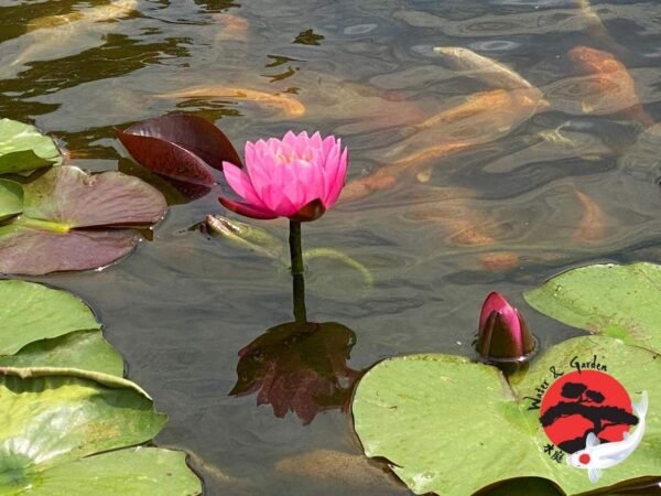 Nymphaea Supranee Pink tavirózsa