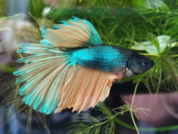 Sziámi harcoshal - Félhold betta (Betta splendens) - Image 2