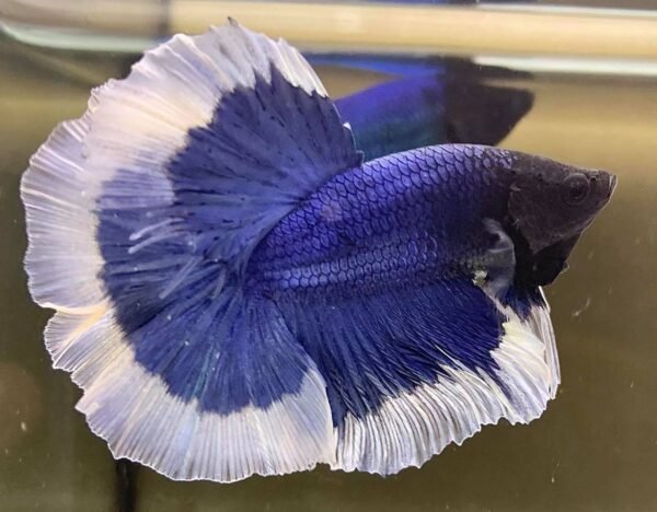 Sziámi harcoshal - Félhold betta (Betta splendens) - Image 5