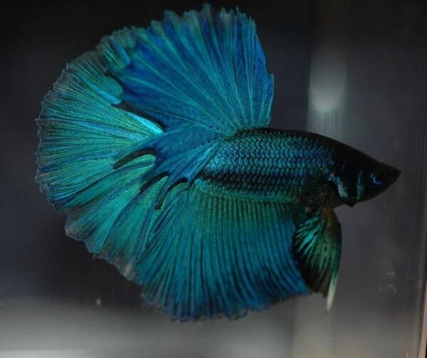 Sziámi harcoshal - Félhold betta (Betta splendens) - Image 6