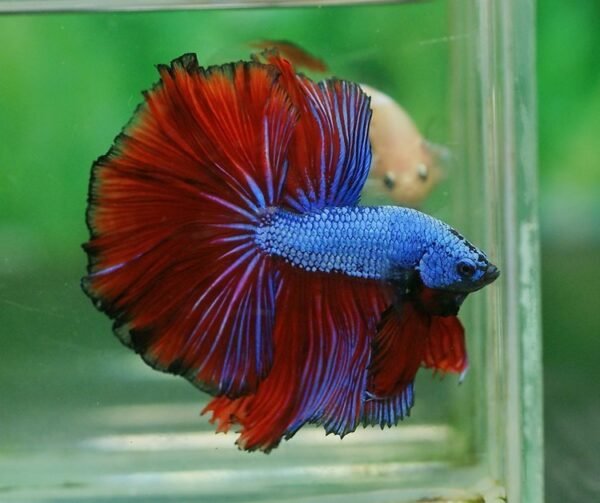 Sziámi harcoshal - Félhold betta (Betta splendens) - Image 8